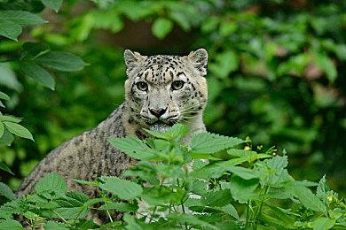 《英雄传说：闪之轨迹》动画新预告片公布 1＆8放送